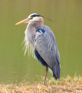 Great Blue Heron standing on one leg next to water
