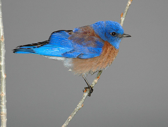 Western Bluebird on twig