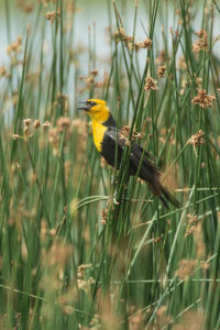 Male yellow-headed blackbird in breeding color perched on a sedge and singing
