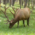 large elk with antlers eating grass in a field