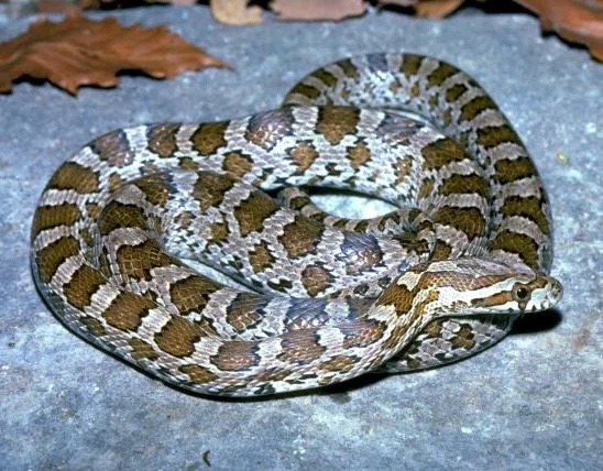 snake on concrete
