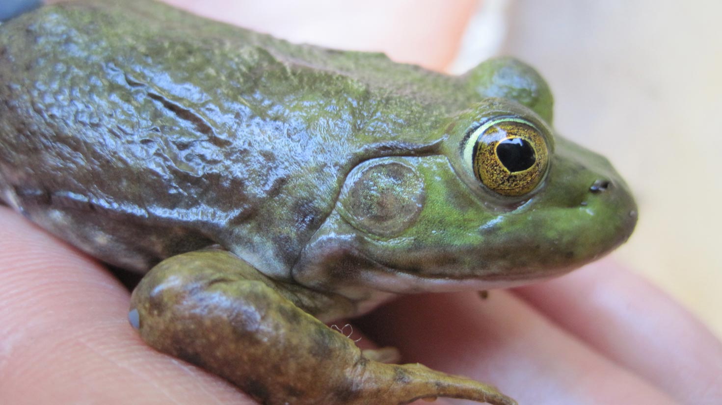 frog on a human hand