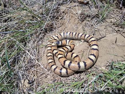 snake on patch of dirt with surrounding grass