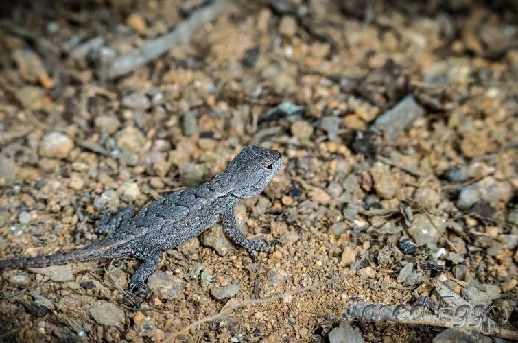 lizard on gravel