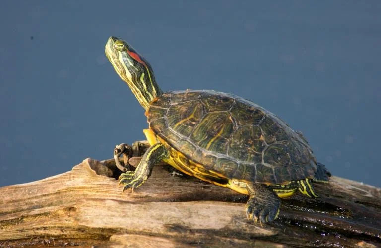 turtle on a log