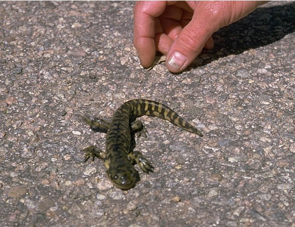 salamander on pavement