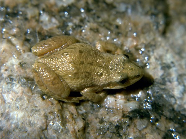 frog on wet rock