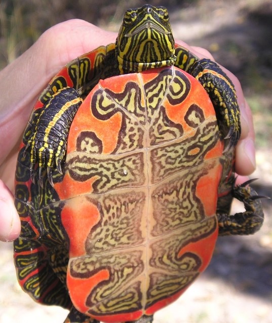 someone holding a turtle with a view of the bottom