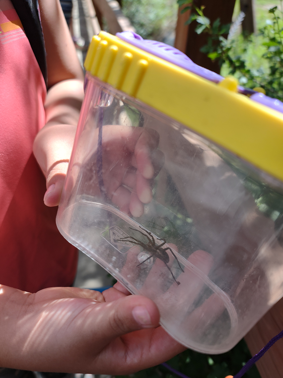 spider in a container held by a child
