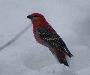 Male Pine Grosbeak, Photo by Marilyn Rhodes