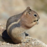 Ground Squirrel