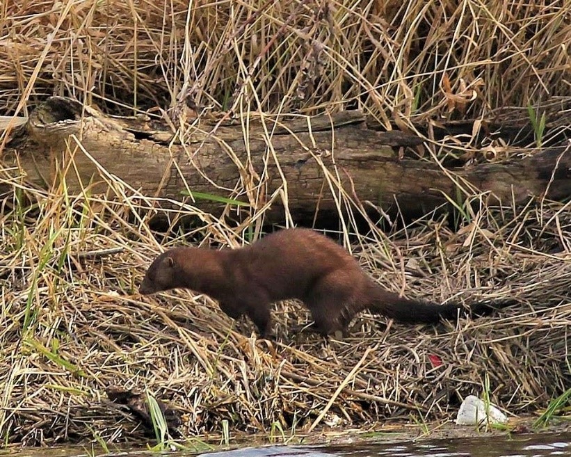 dark brown mink in grass