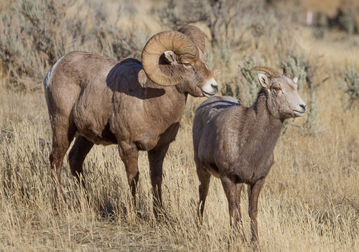 two Bighorn sheep in brown grassy area