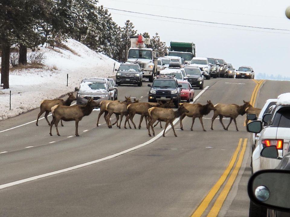 a bunch of elk crossing a road with a line of cars in the background