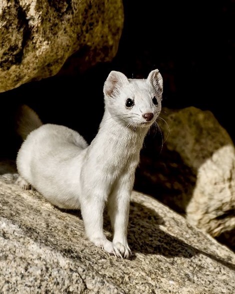 Weasel - A Wiki of Ice and Fire