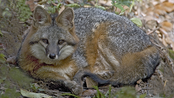 gray fox laying down