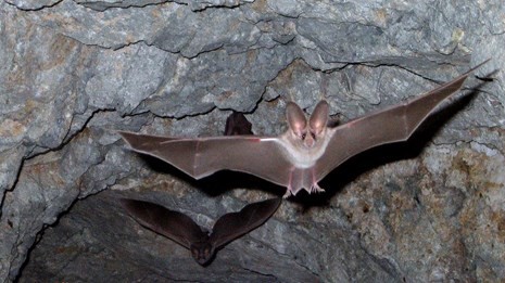 bat facing foreward with spread wings with interior of cave in backgroud=nd