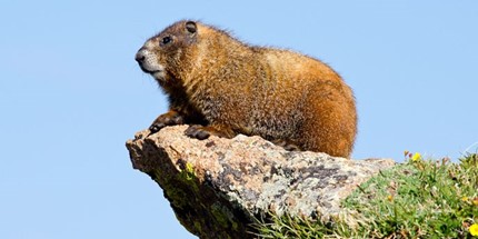 marmot on boulder