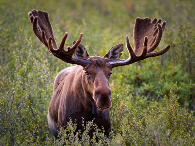 moose facing forward with large antlers in a brushy area