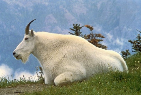 large mountain goat laying on grass