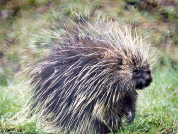 porcupine on grass
