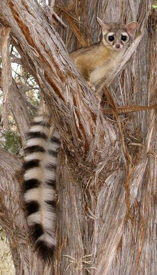 Ringtail in tree