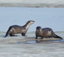 Two Otters in shallow water