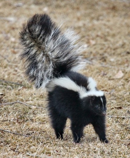 skunk with tail in the air