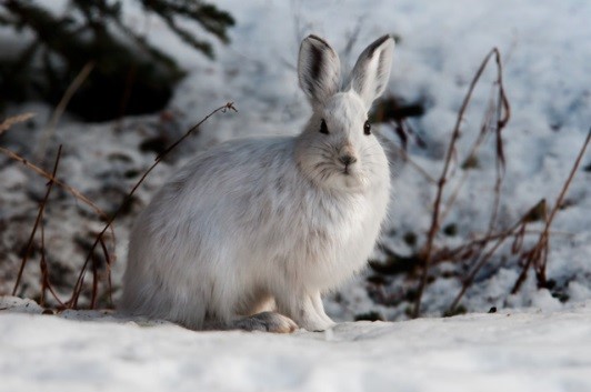 hare on snow