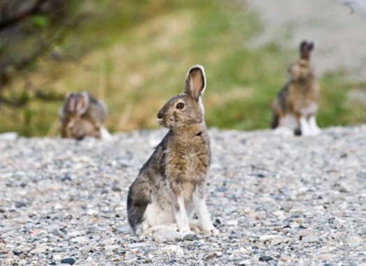 hare on gravel