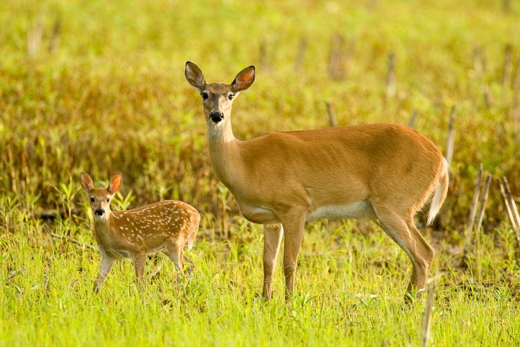 fawn and mama deer in green grassy field
