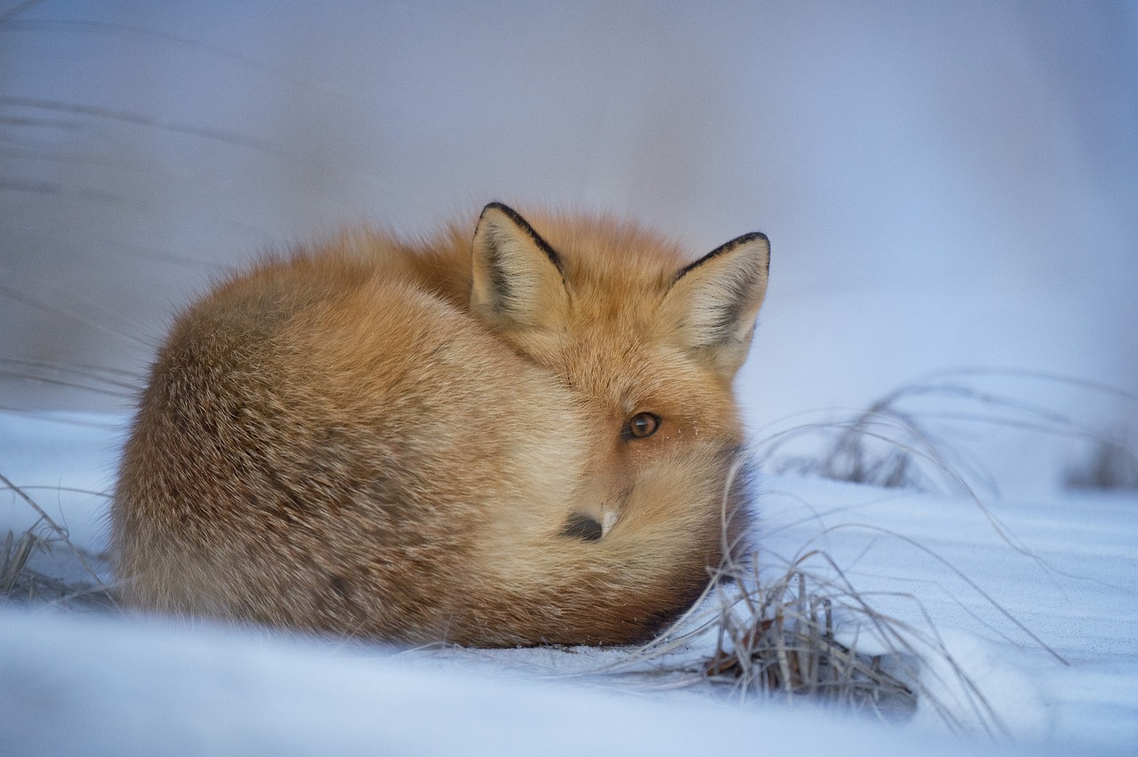 fox curled up in the snow